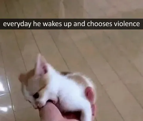 Cat Chooses Violence Every Day