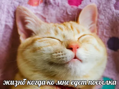 Кот ждёт посылку