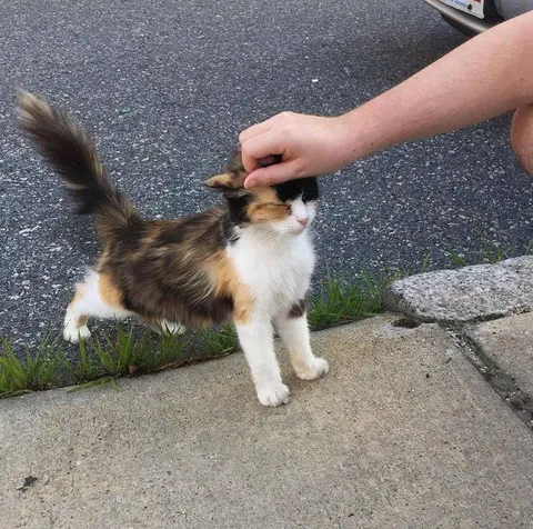 Котик наслаждается почёсыванием