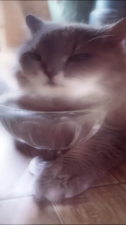 Кот пьёт из бокала