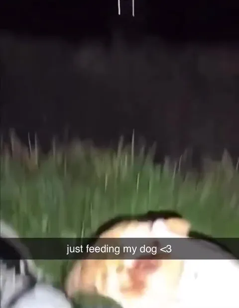 Just Feeding My Dog
