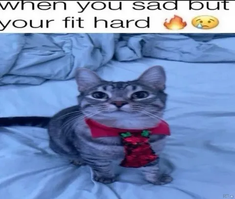 Sad But Fit Hard Cat