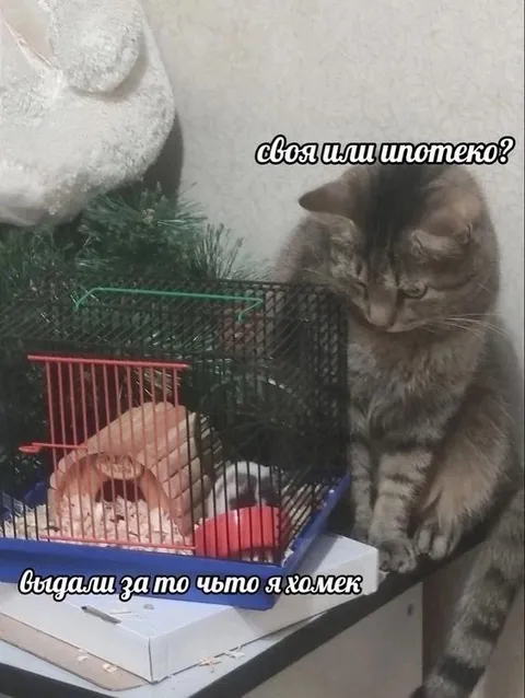 Своя или ипотека?