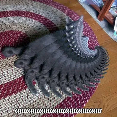 Cat With Too Many Legs