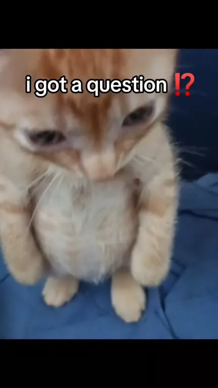 Silly Cat Question Compilation