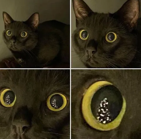 Кот всё ближе