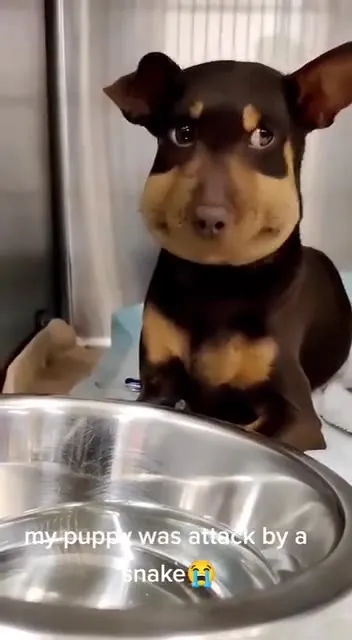 Puppy Attacked by a Snake