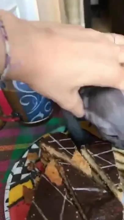 Кот не отдаёт торт