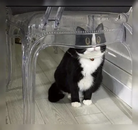 Кот под прозрачным столом