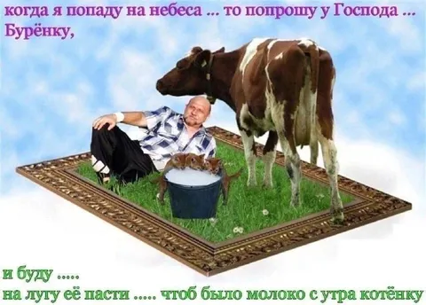 Корова на небесах для котёнка