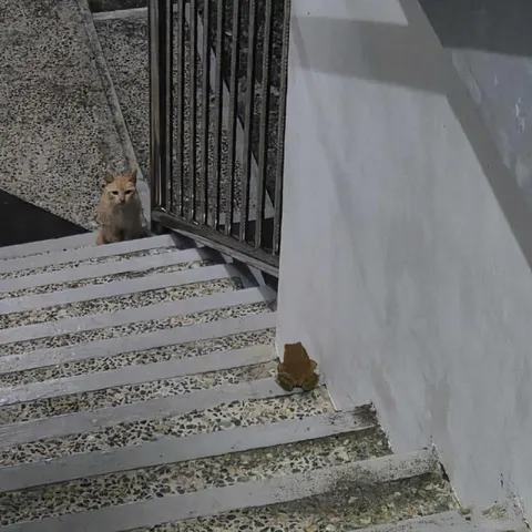 Кот и лягушка на лестнице
