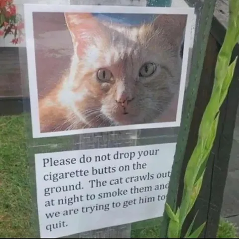 Cat Smokes Cigarette Butts