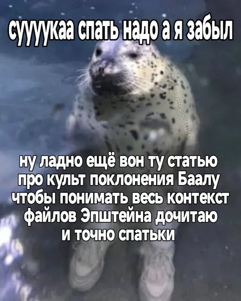 Тюлень снова откладывает сон