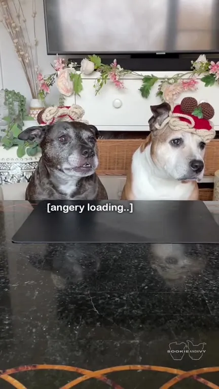 My Dogs and Their Cut Off Borks