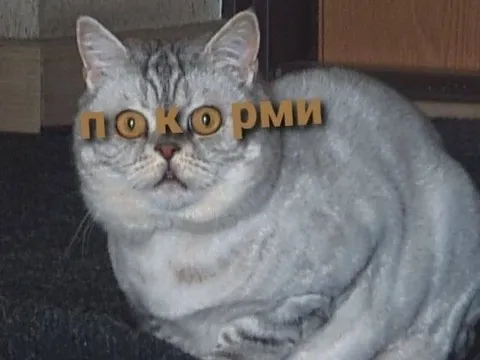Покорми удивлённого кота