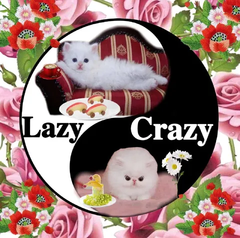 Lazy Crazy Kittens