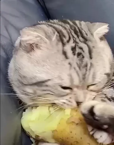 Кот обнимает картошку