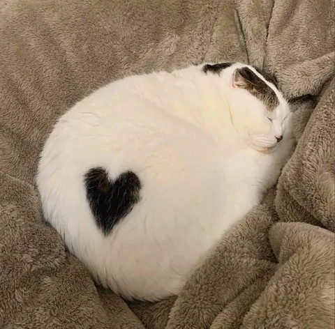 Кот с сердцем на боку