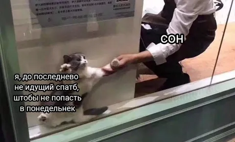 Кот, избегающий понедельника