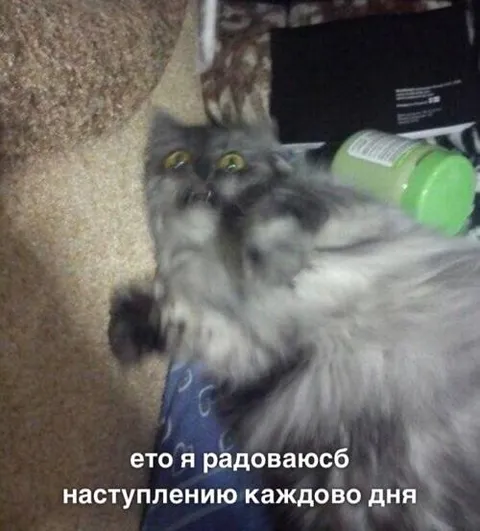 Кот радуется каждому дню