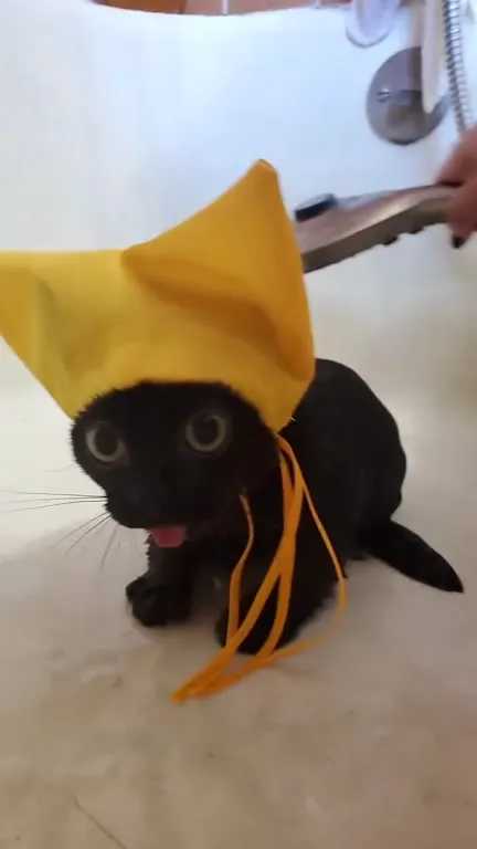 Котёнок в жёлтом банте