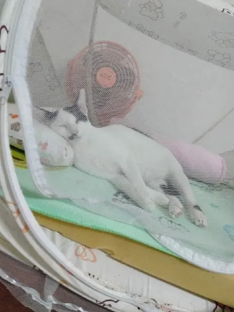 Котёнок уютно спит в манеже