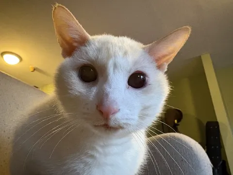 Белый кот смотрит в камеру