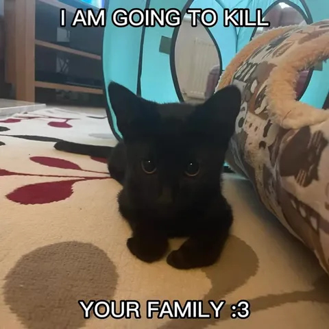 Black Cat Threatens Your Family