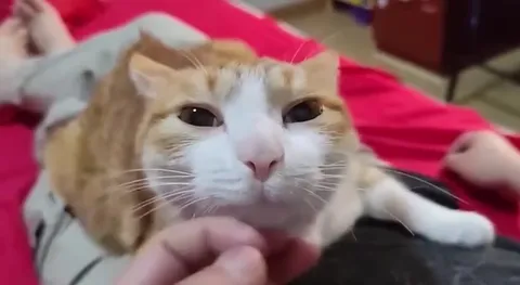 Кот, которого гладят под подбородком