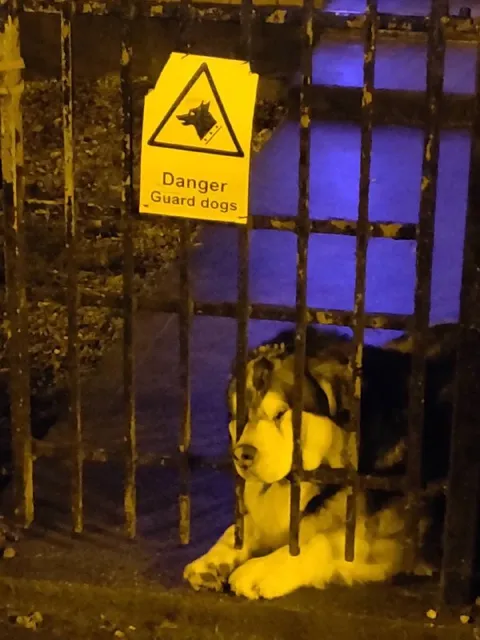 Danger Guard Dogs Sign