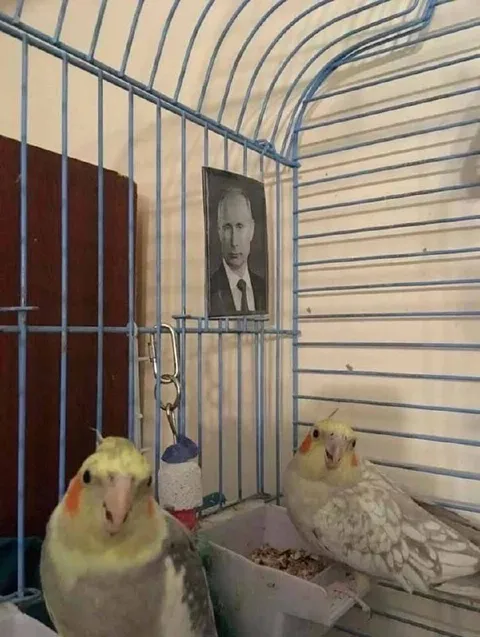 Попугаи в тюремной клетке