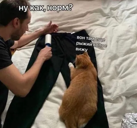 Рыжий волос на чёрных штанах