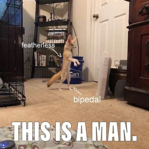 This Is a Man Kangaroo
