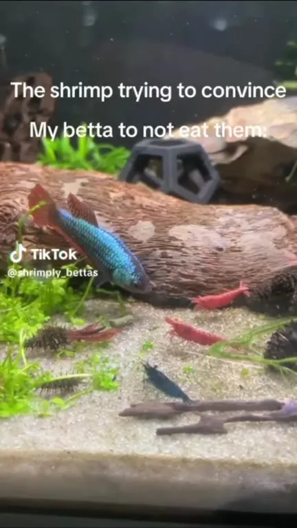 Shrimp Begging the Betta