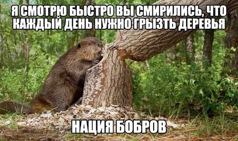 Нация бобров грызёт деревья