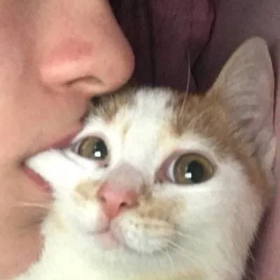 Поцелуй с котёнком