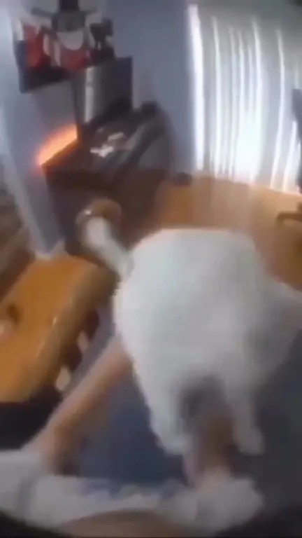 Кот лезет прямо в камеру
