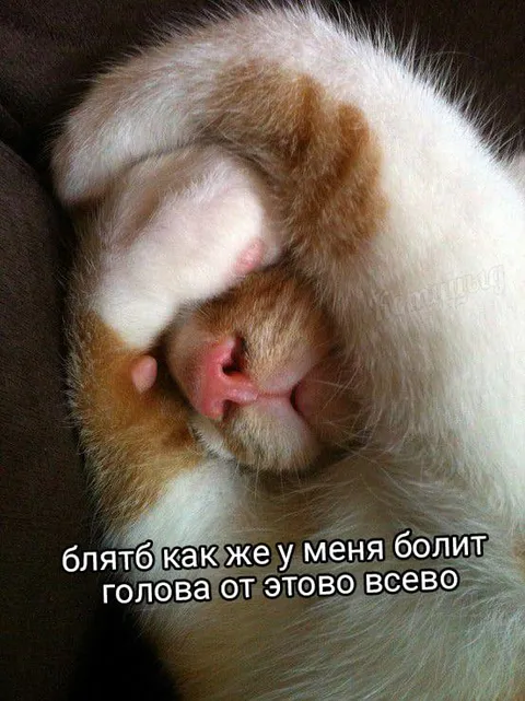 Кот с больной головой