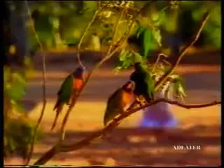 Лягушка и ковбой под музыку