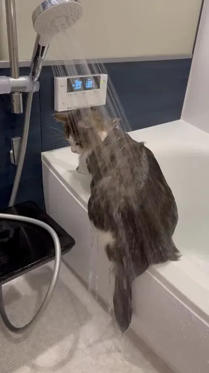 Кот под душем