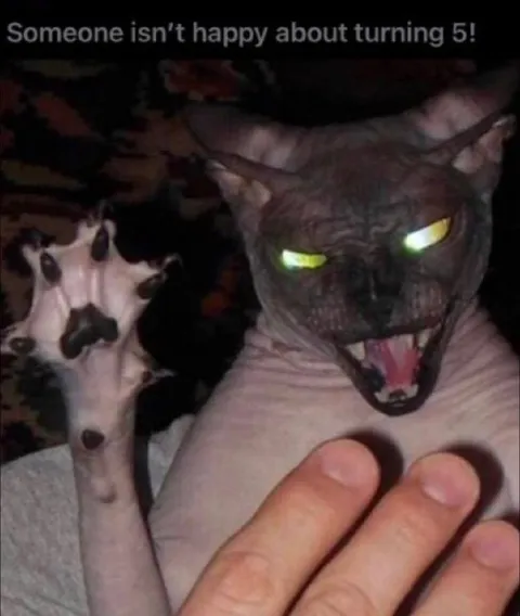 Cat Isn’t Happy Turning Five