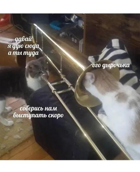 Коты играют на трубе