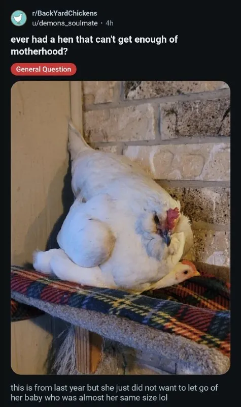 Hen Can't Let Go of Her Baby