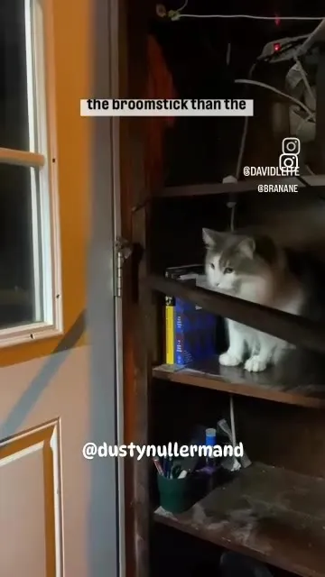 Cat Chooses Broomstick Over Mouse