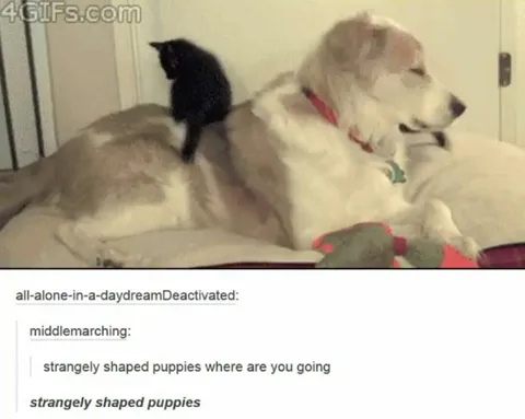 Strangely Shaped Puppies