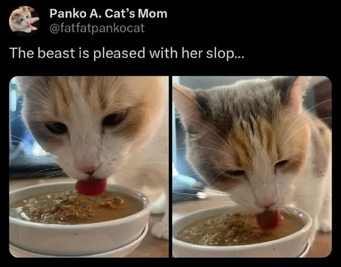 Cat Pleased With Her Slop