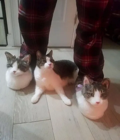 Три кота у ног