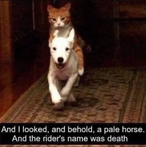 Pale Horse Cat Rider