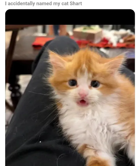 I Accidentally Named My Cat Shart