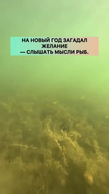 Желание слышать мысли рыб
